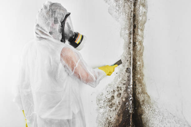 Best Commercial Mold Removal  in Red Corral, CA