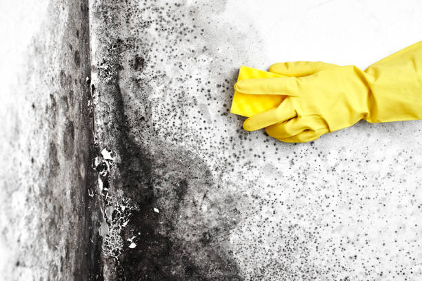 Best Mold Removal and Inspection  in Red Corral, CA