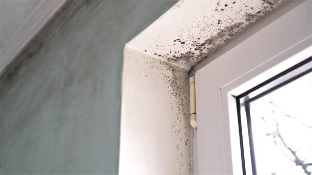 Best Best Mold Removal Companies  in Red Corral, CA