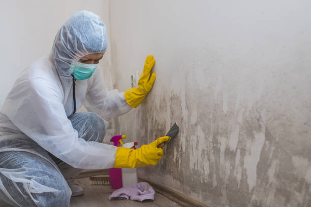 Best Attic Mold Removal  in Red Corral, CA