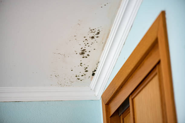 Best Mold Removal Specialists  in Red Corral, CA