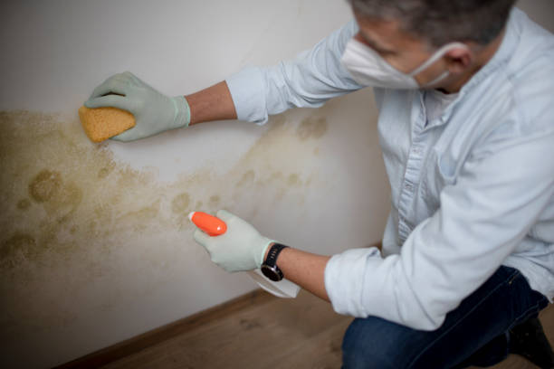 Best Residential Mold Removal  in Red Corral, CA