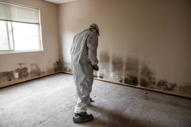 Best Home Mold Removal  in Red Corral, CA
