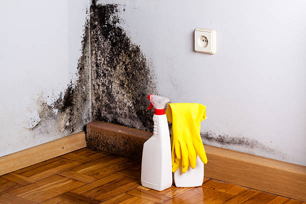 Crawl Space Mold Removal in Red Corral, CA