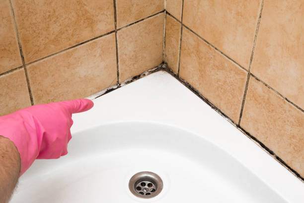 Office Mold Removal Services in Red Corral, CA